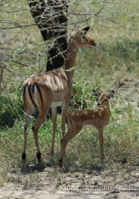 Serengeti Mammals/DSC_0504